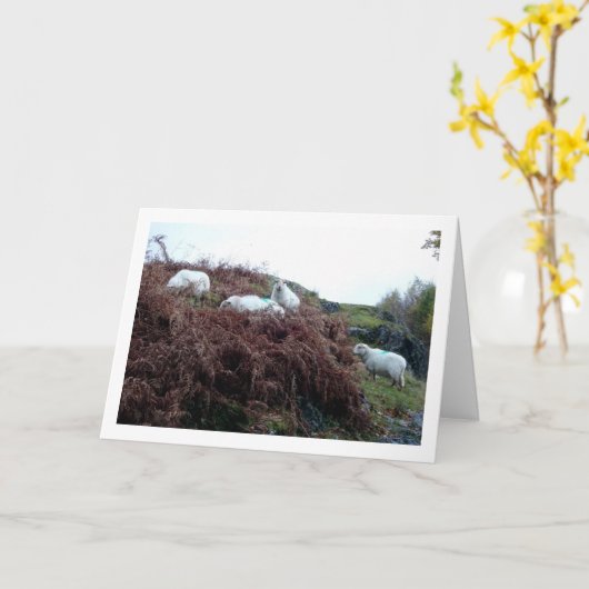 Schaap op Berg Kaart (Gele Bloem)