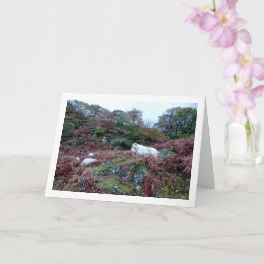 Schaap op Berg Kaart (Orchidee)