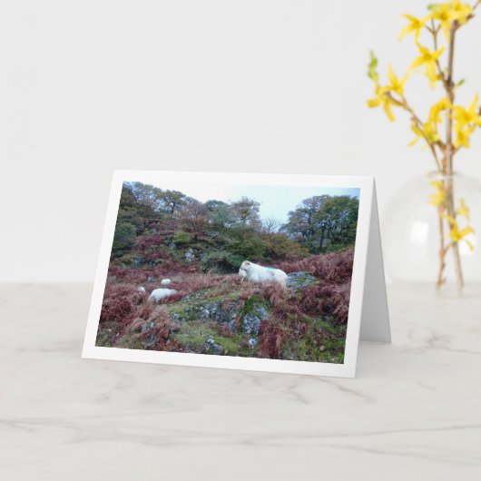 Schaap op Berg Kaart (Gele Bloem)