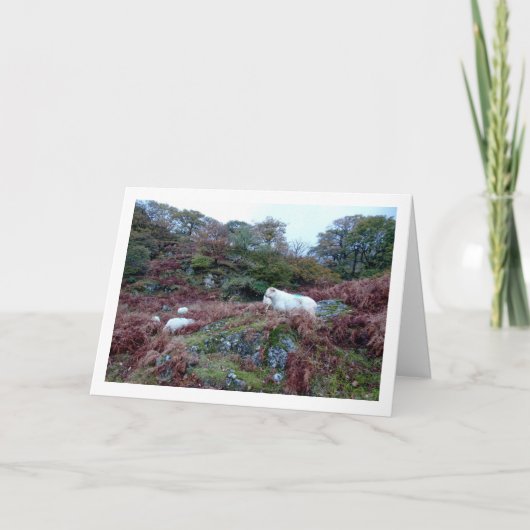 Schaap op Berg Kaart (Voorkant)