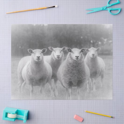 Schaap Tissuepapier (Craft)