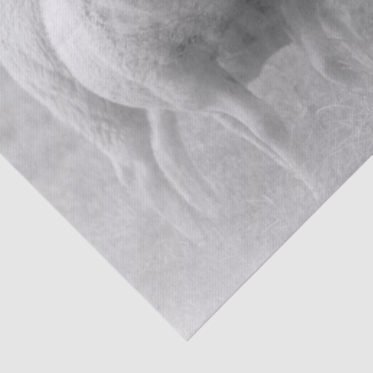 Schaap Tissuepapier (Detail)