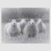 Schaap Tissuepapier (Voorkant)