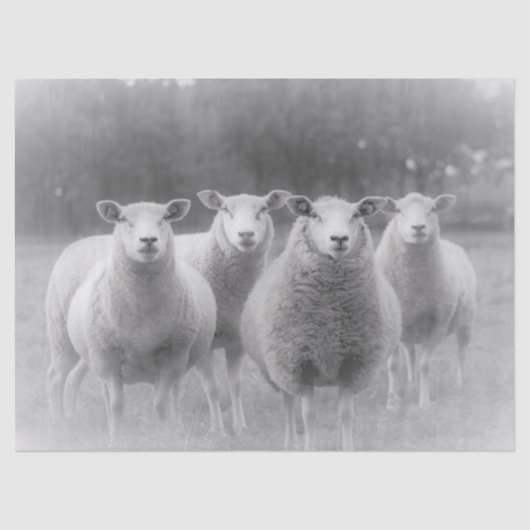 Schaap Tissuepapier (Voorkant)