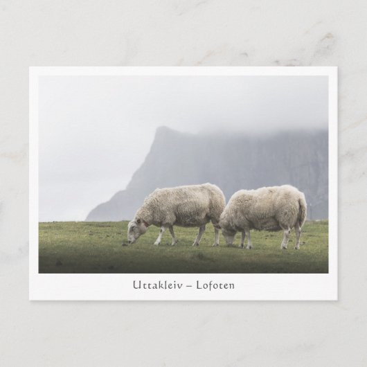 Schaap Uttakleiv Lofoten-eilanden Briefkaart (Voorkant)