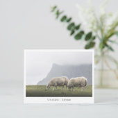 Schaap Uttakleiv Lofoten-eilanden Briefkaart (Staand voorkant)