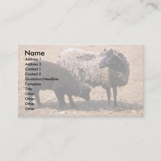 Schaap Visitekaartje (Voorkant)