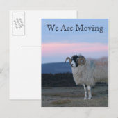 Schaap, wij verplaatsen Kaart (Voorkant / Achterkant)