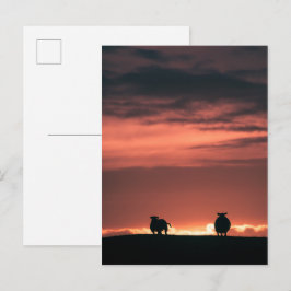 Schaap Zonsondergang Natuur Foto Briefkaart