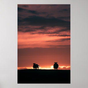 Schaap Zonsondergang Natuur Foto Poster