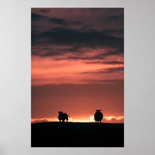Schaap Zonsondergang Natuur Foto Poster (Voorkant)