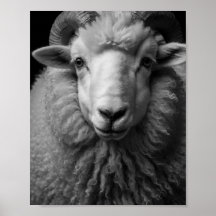 Schaap Zwart en Wit Close-Up Muurkunst