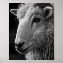 Schaap Zwart en Wit Studio Wand Kunst