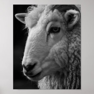 Schaap Zwart en Wit Studio Wand Kunst Poster