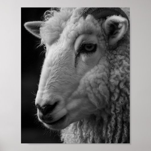 Schaap Zwart en Wit Studio Wand Kunst Poster (Voorkant)