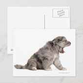 Schaappuppy van de Pyreneeën (4 weken) Briefkaart (Voorkant / Achterkant)