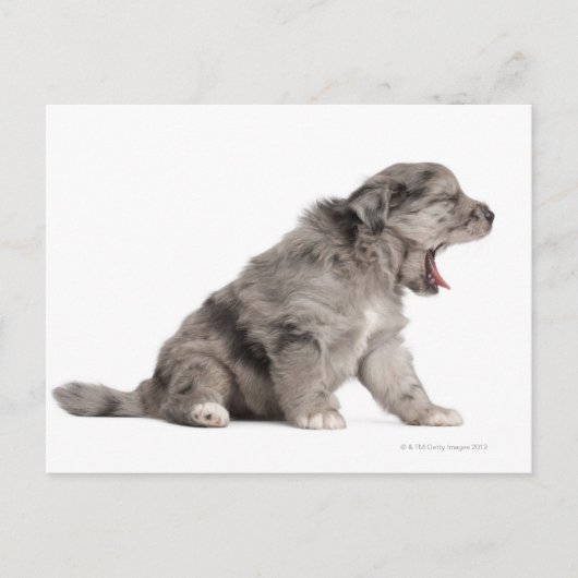 Schaappuppy van de Pyreneeën (4 weken) Briefkaart (Voorkant)