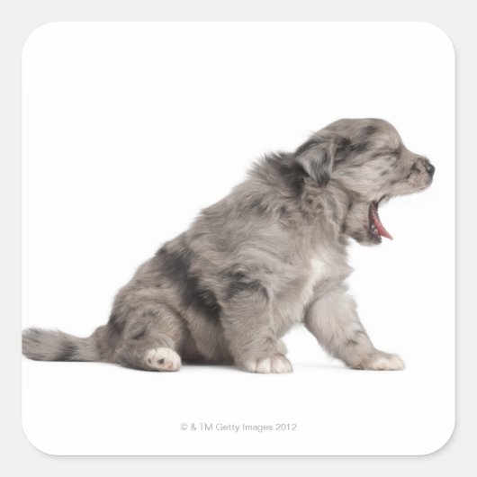 Schaappuppy van de Pyreneeën (4 weken) Vierkante Sticker (Voorkant)