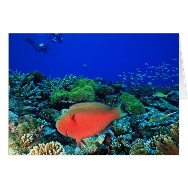 Schaapskop papegaaivis Scarus (Voorkant Horizontaal)