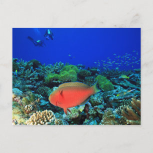 Schaapskop papegaaivis Scarus Briefkaart