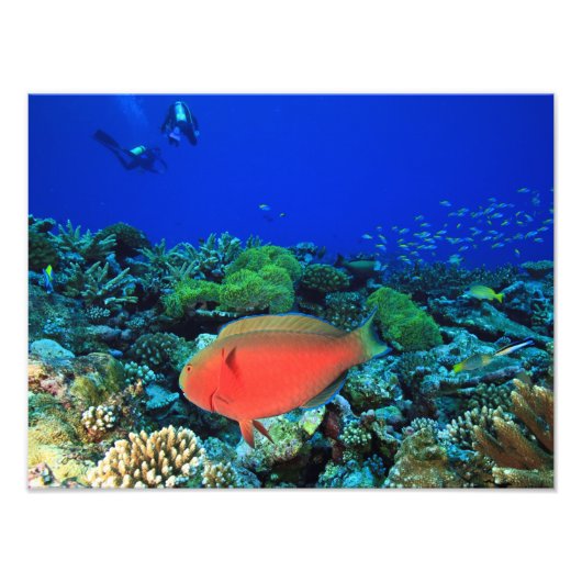 Schaapskop papegaaivis Scarus Foto Afdruk (Voorkant)