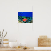 Schaapskop papegaaivis Scarus Poster (Keuken)