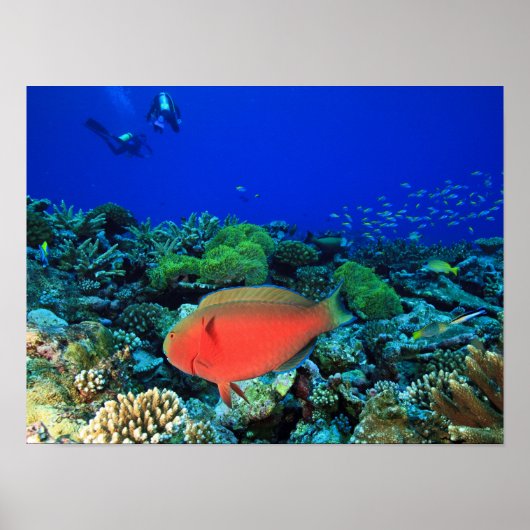 Schaapskop papegaaivis Scarus Poster (Voorkant)