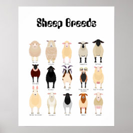 schaapsschema poster