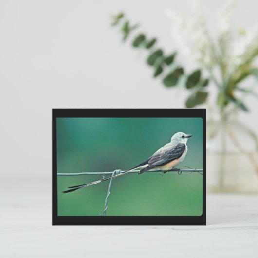 Schaarstaartvlieger Briefkaart (Staand voorkant)