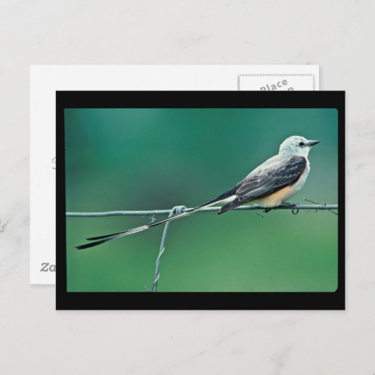 Schaarstaartvlieger Briefkaart (Voorkant / Achterkant)