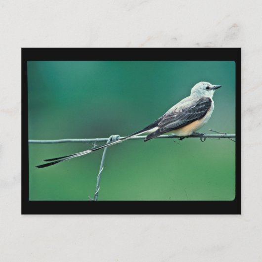 Schaarstaartvlieger Briefkaart (Voorkant)