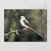 Schaarstaartvlieger Briefkaart (Voorkant)