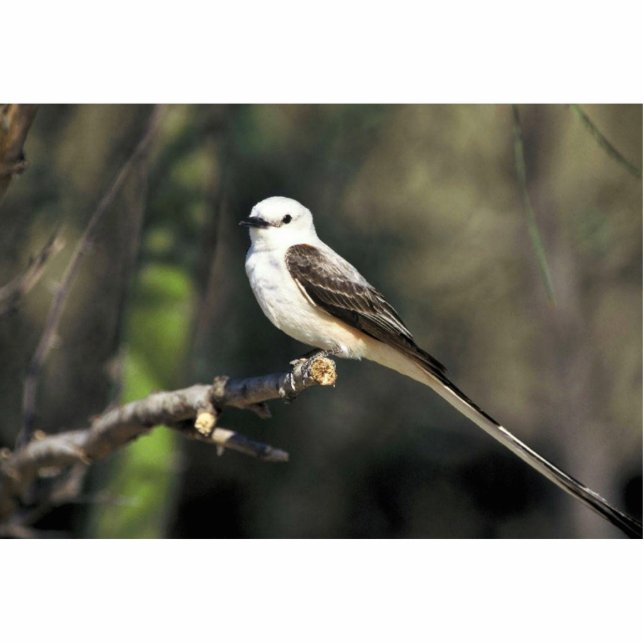 Schaarstaartvlieger Staand Fotobeeldje (Voorkant)