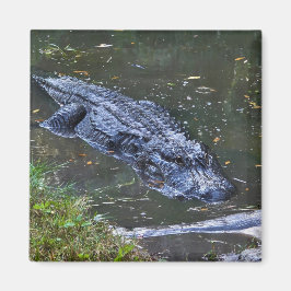 Schaduw in het ondiepe water magneet