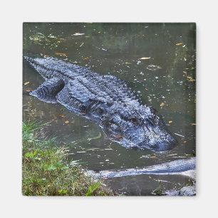 Schaduw in het ondiepe water magneet