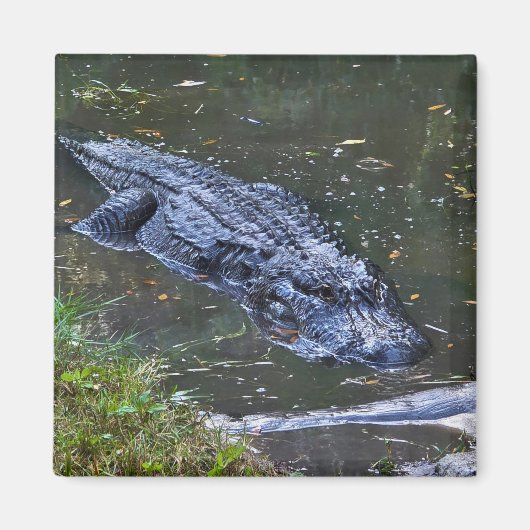 Schaduw in het ondiepe water magneet (Voorkant)