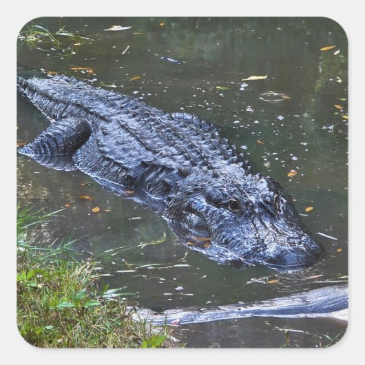 Schaduw in het ondiepe water vierkante sticker (Voorkant)