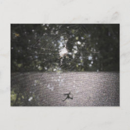Schaduw van de Orb Weaver - Spider Foto Briefkaart