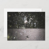 Schaduw van de Orb Weaver - Spider Foto Briefkaart (Voorkant / Achterkant)