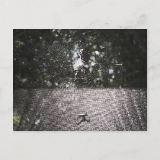 Schaduw van de Orb Weaver - Spider Foto Briefkaart (Voorkant)