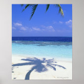 Schaduw van de palmboom poster (Voorkant)