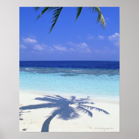 Schaduw van de palmboom poster (Voorkant)