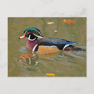 SCHAKELEN IN DE MACHT. BEAUTIFULE WOOD DUCK GIFT BRIEFKAART