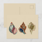  schalen briefkaart (Voorkant / Achterkant)