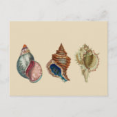  schalen briefkaart (Voorkant)