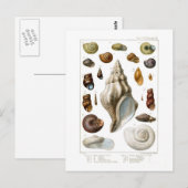 Schalen Briefkaart (Voorkant / Achterkant)