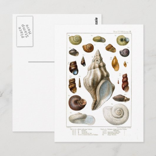 Schalen Briefkaart (Voorkant / Achterkant)