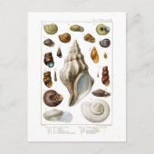 Schalen Briefkaart (Voorkant)