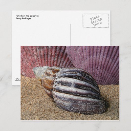 Schalen in het zand Briefkaart (Voorkant / Achterkant)
