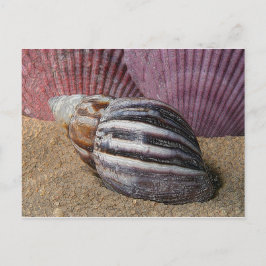 Schalen in het zand Briefkaart